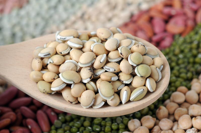 Lablab bean stock image. Image of food, ripe, nutrition 42402813