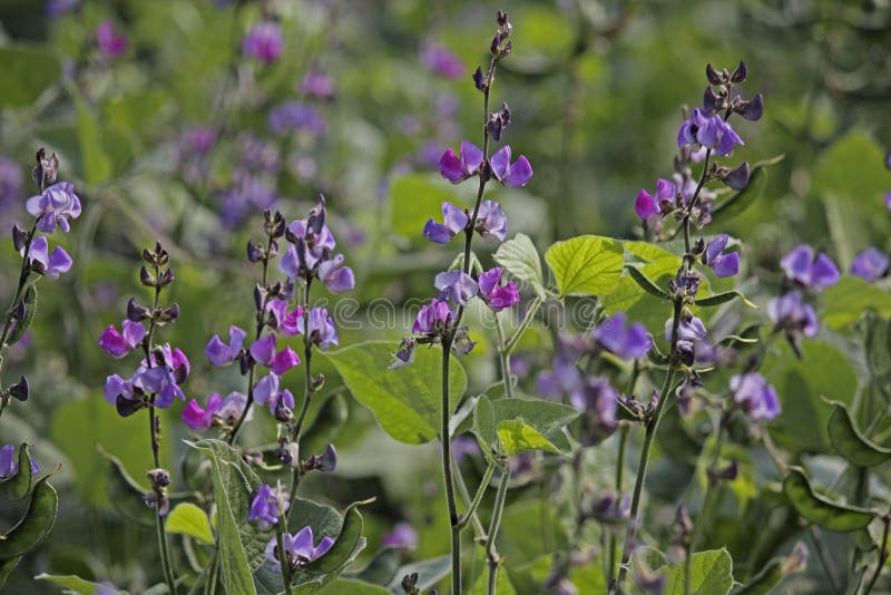 Fowers of Lablab purpureus L. Pawata, Papilionaceae, Leguminosae, Papilionoideae, Fabaceae. Fowers of Lablab purpureus L. Pawata, Papilionaceae, Leguminosae, Papilionoideae, Fabaceae