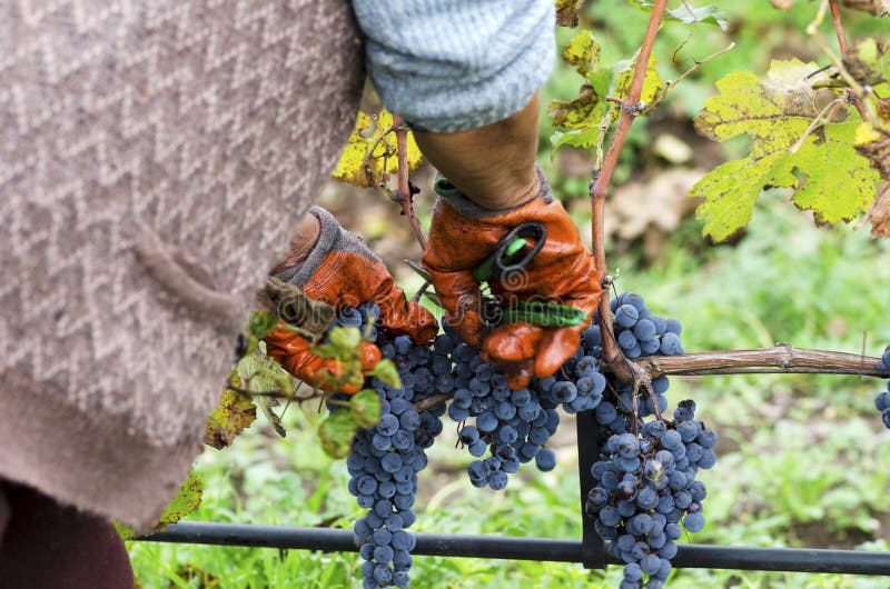 Labor in a vineyard. Selective focus. Motion blur