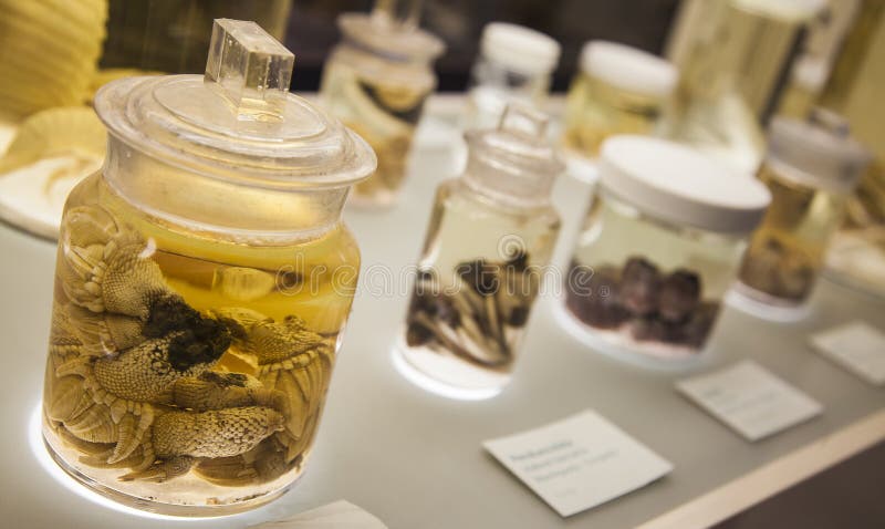 Collected Specimens in a laboratory for studies. Collected Specimens in a laboratory for studies.