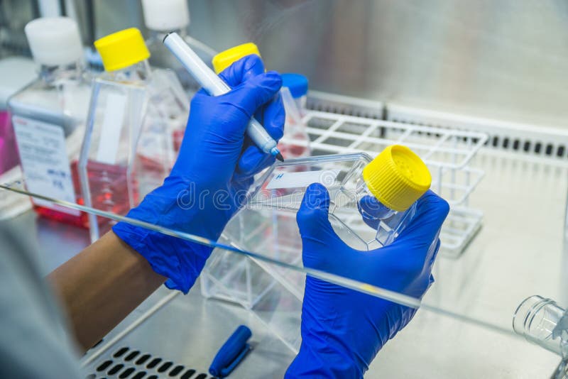 Laboratoriumarbete på sterilbanken Märkande cellkulturflaskor Blixtrande arbete för cell royaltyfri fotografi Laboratoriumarbete på sterilbanken Märkande cellkulturflaskor Blixtrande arbete för cell royaltyfri fotografi