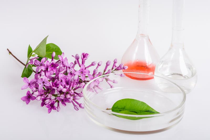 Laboratoriummaträtt för extraktion av naturliga ingredienser i parfymeriaffär arkivbild Laboratoriummaträtt för extraktion av naturliga ingredienser i parfymeriaffär arkivbild