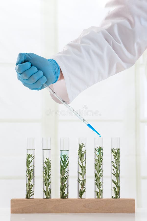 Plants Growing in Test Tubes Stock Image Image of farming, experiment 42232735