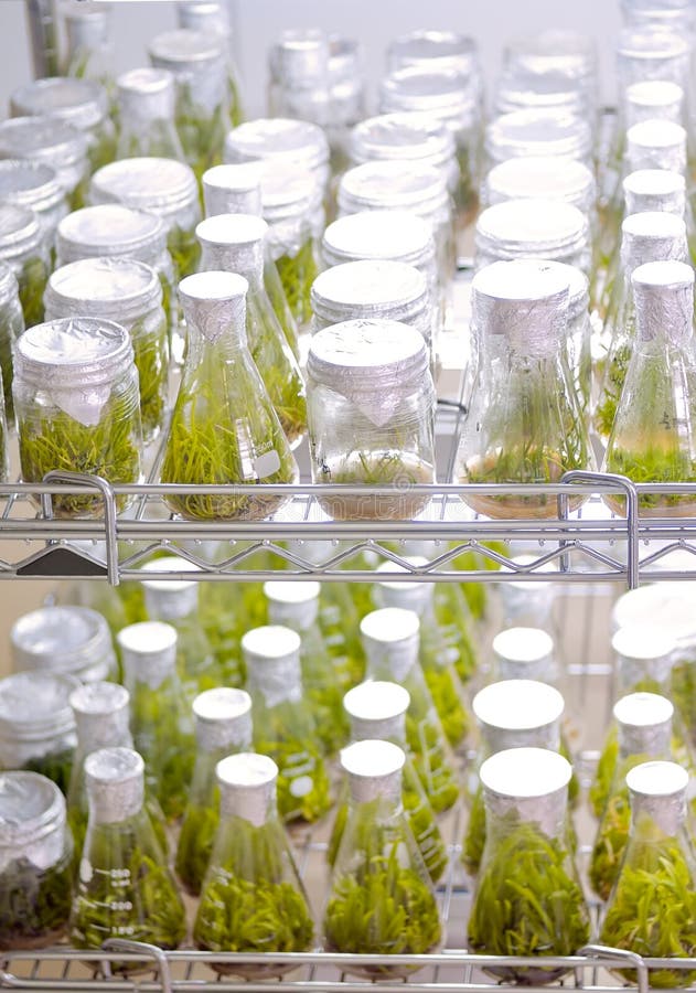 Plant tissue culture stock image. Image of examination 26536311