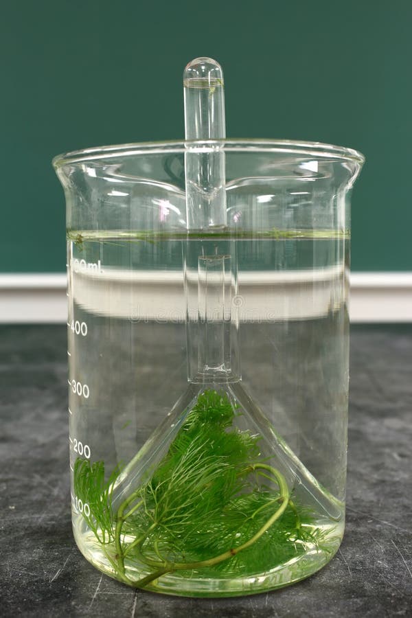 Laboratórny experiment, pozorovanie javu dýchania vodných rastlín cabomba (Premieňa oxid uhličitý na kyslík)