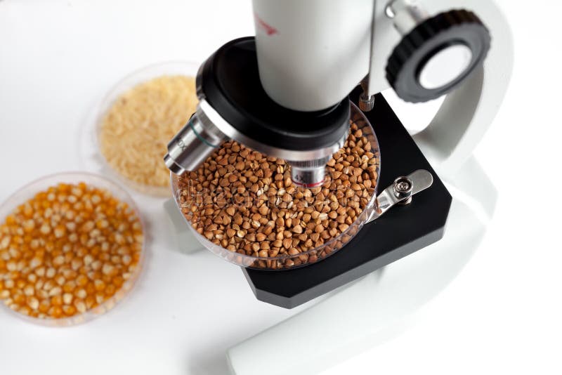 Laboratory for Food Analysis Buckwheat Test No One Stock Image Image