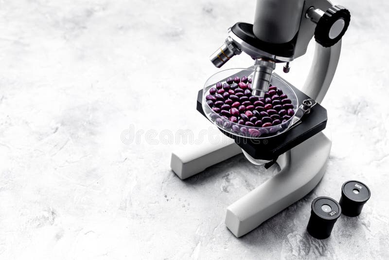 Laboratory for Food Analysis. Red Beans Under the Microscope on Grey