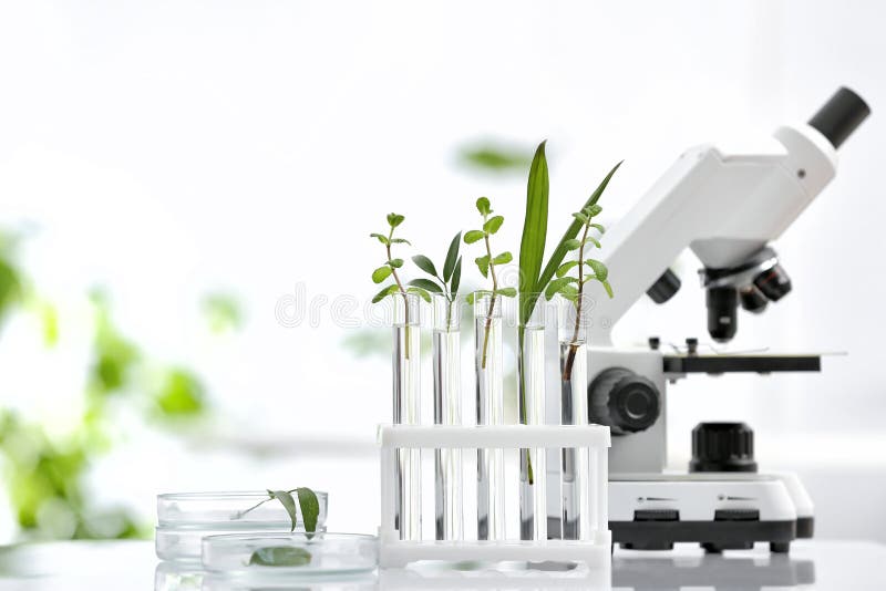 Laboratory glassware with different plants and microscope on table against blurred background, space for text stock photos