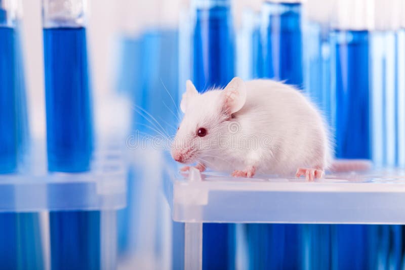 Laboratory Mouse With Test Tubes Stock Photo Image Of Testing Albino