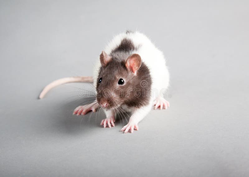 Laboratory rat stock image. Image of mammal, domestic 21929161
