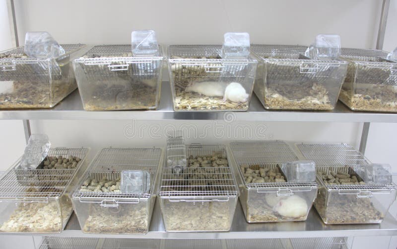 Laboratory rats cages stock photo. Image of body, albino 70284112