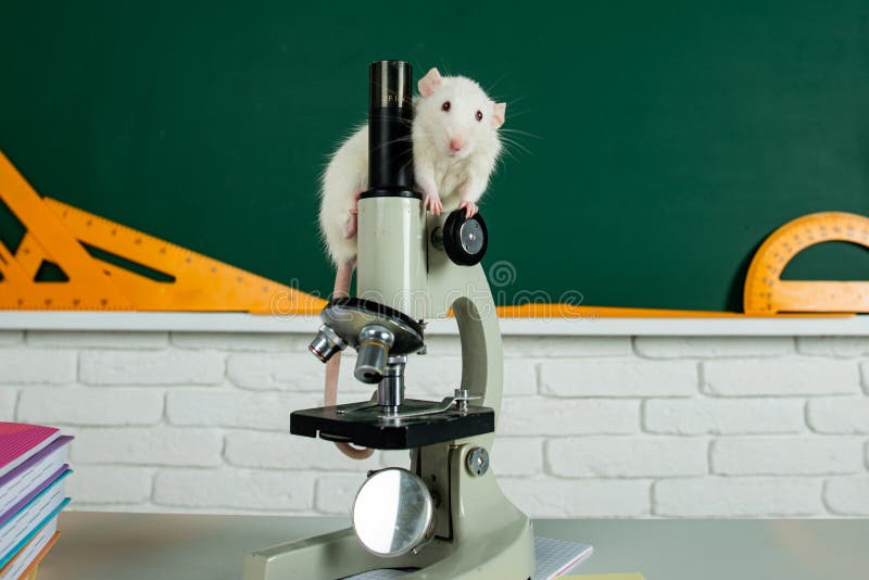 Laboratory rat in a lab. Concept - testing of drugs, vaccines laboratory animals. Humanity genetic studies. stock images Laboratory rat in a lab. Concept - testing of drugs, vaccines laboratory animals. Humanity genetic studies. stock images