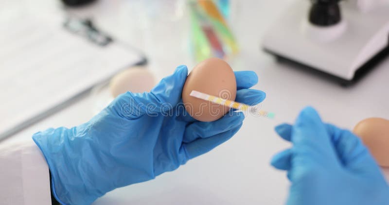 Laboratory technician carefully measures quality of egg using colored strip stock footage