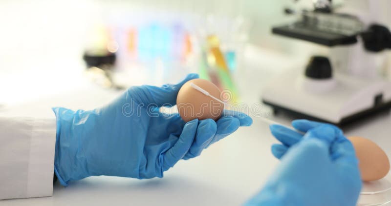 Laboratory technician examines chicken egg in laboratory setting stock video footage