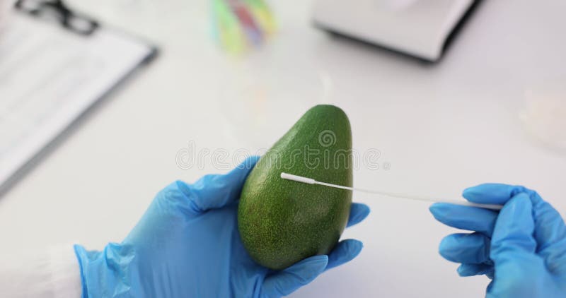 Laboratory technician samples fresh avocado peel with probe brush in laboratory stock footage