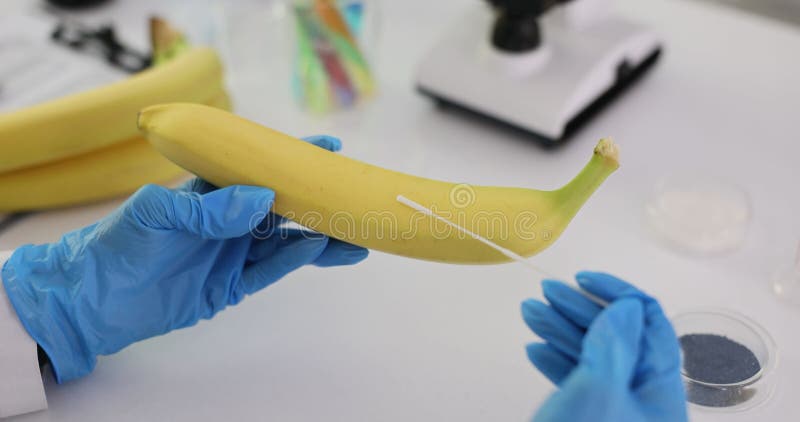 Laboratory technician tests banana in a laboratory setting stock footage