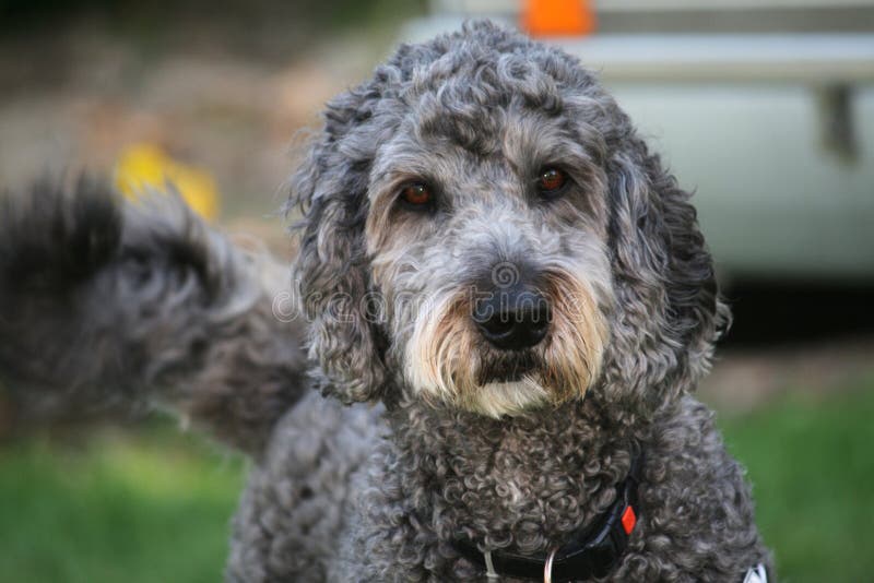 Grey Labradoodle