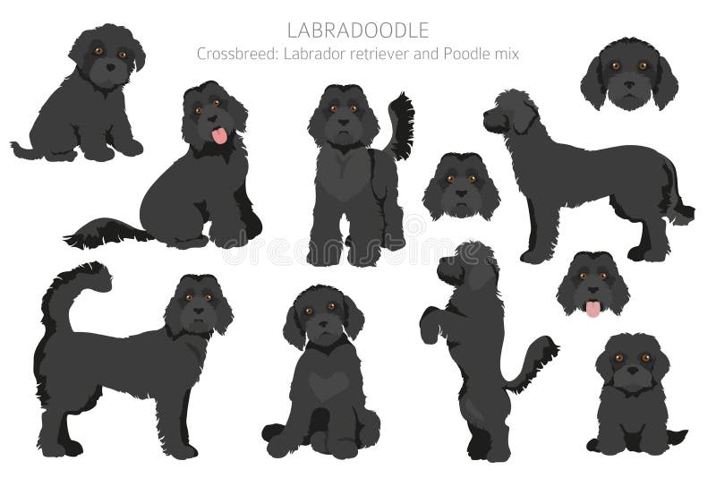 different labradoodle coats