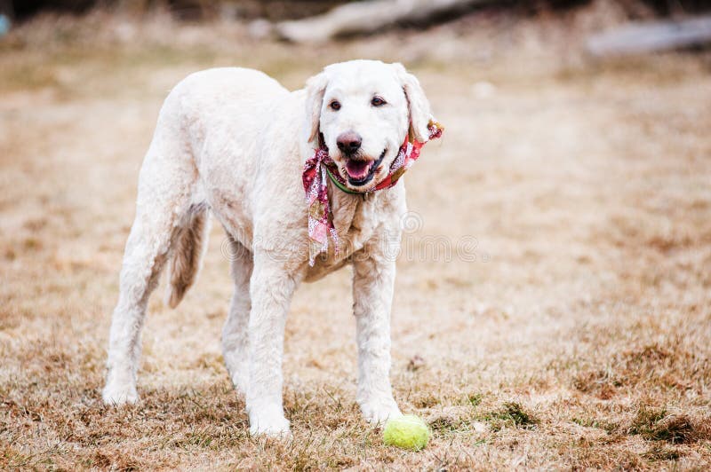 Labradoodle Dog in the Outdoors Stock Photo Image of trees, outside