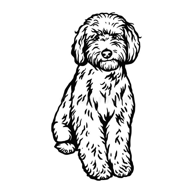 Labradoodle dog sitting pose- vector isolated illustration on white background