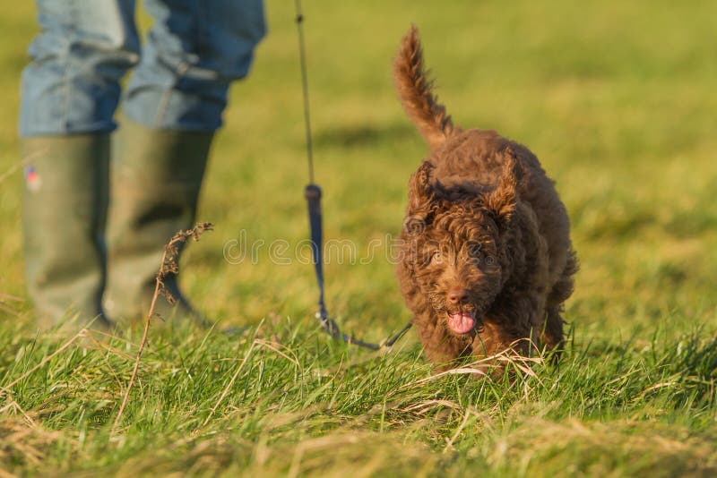 Labradoodle-Junge stockbilder Labradoodle-Junge stockbilder