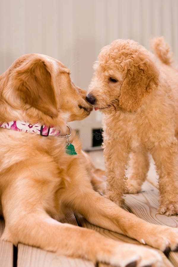 Labradoodle puppy and golden retriever