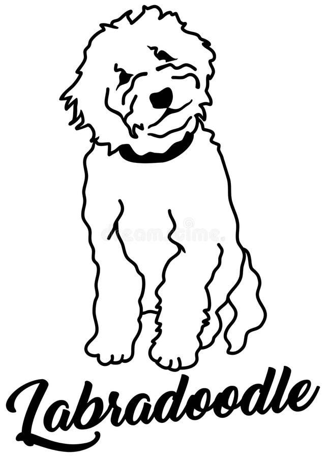 Download Labradoodle Stock Illustrations 118 Labradoodle Stock Illustrations Vectors Clipart Dreamstime