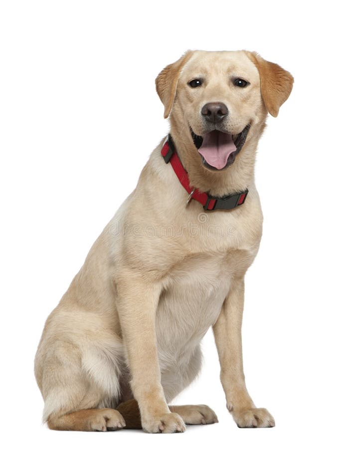 Labrador, 11 maanden oud, het zitten royalty-vrije stock foto Labrador, 11 maanden oud, het zitten royalty-vrije stock foto