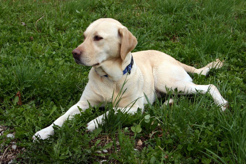 Labrador photos stock Labrador photos stock