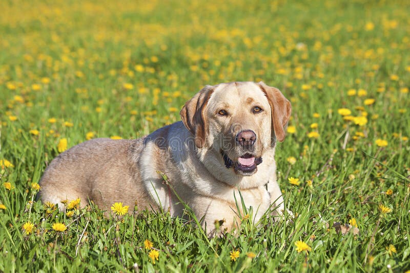 A yellow labrador resting in the beautiful meadow