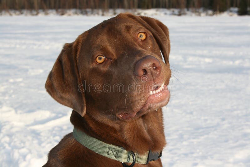 Labrador-Apportierhund