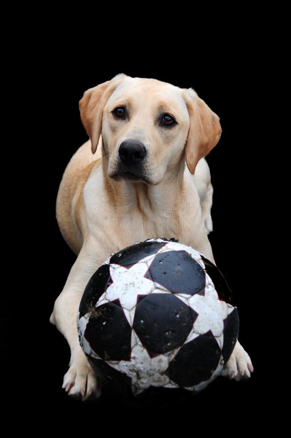 Labrador And Ball Picture. Image 6214453