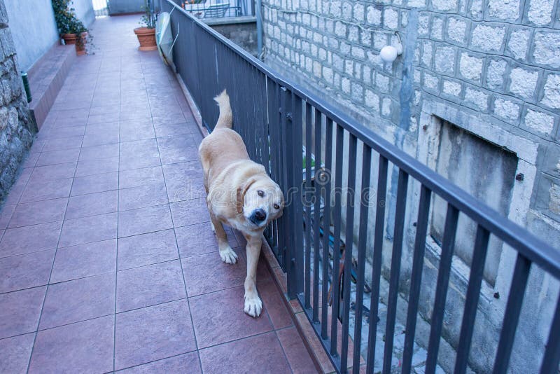 Labrador blanco hermoso y divertido fotografía de archivo