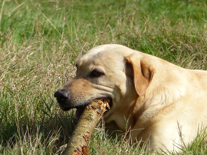 Golden Labrador Sniffing Stick Stock Photos Free & RoyaltyFree Stock Photos from Dreamstime