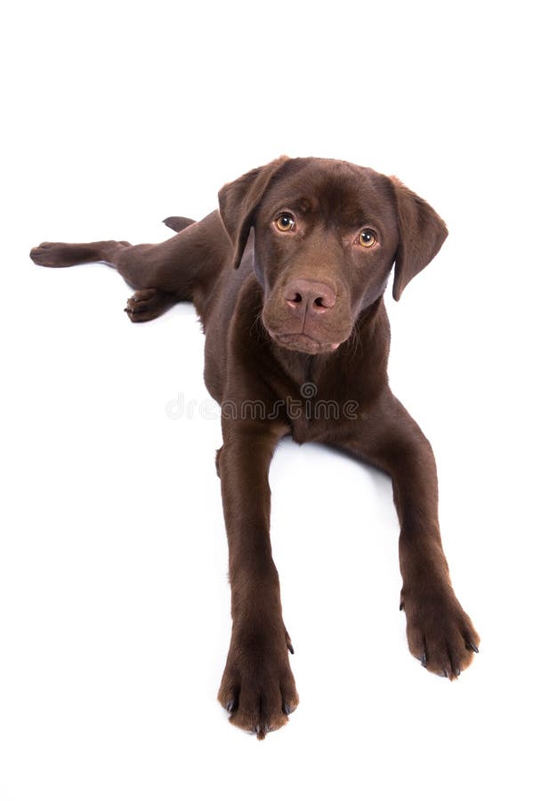 Labrador Color Cioccolato Che Osserva in Su Fotografia Stock Immagine