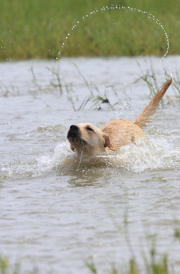 Labrador dog cross the river