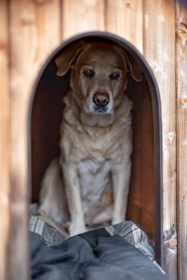How Big Should A Dog House Be For A Labrador