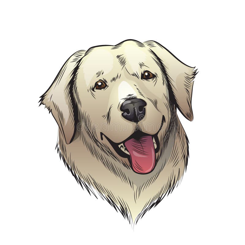 Labrador dog illustration stock illustration. Illustration of hand