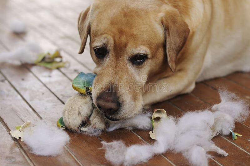 Labrador dog playing with a toy