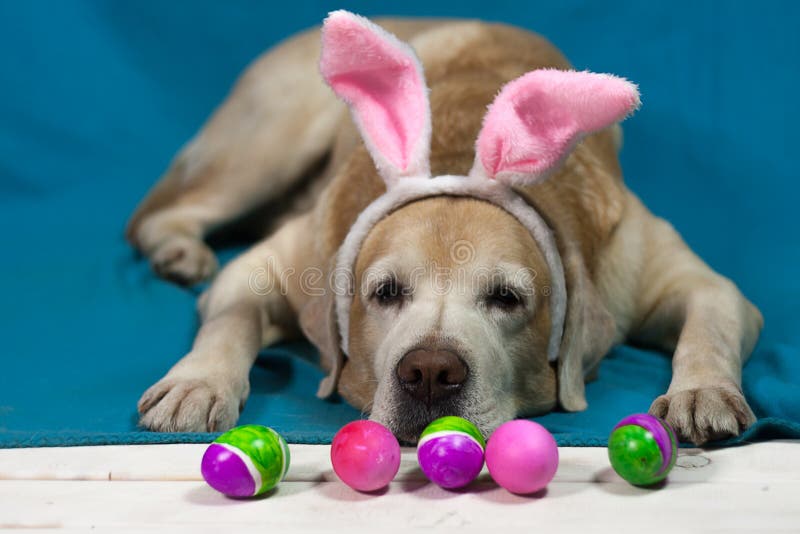Labrador Dog In A Rabbit Costume On A Blue Background With Colorful