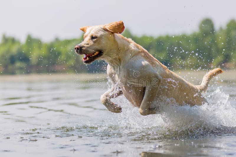 Labrador dog runs through the water