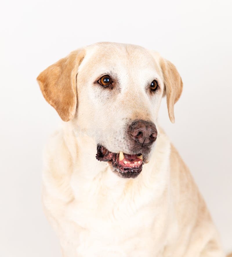 Labrador Dog in a Studio with White Background Stock Photo Image of