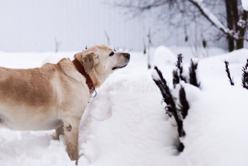 Labrador en stationnement image stock Labrador en stationnement image stock