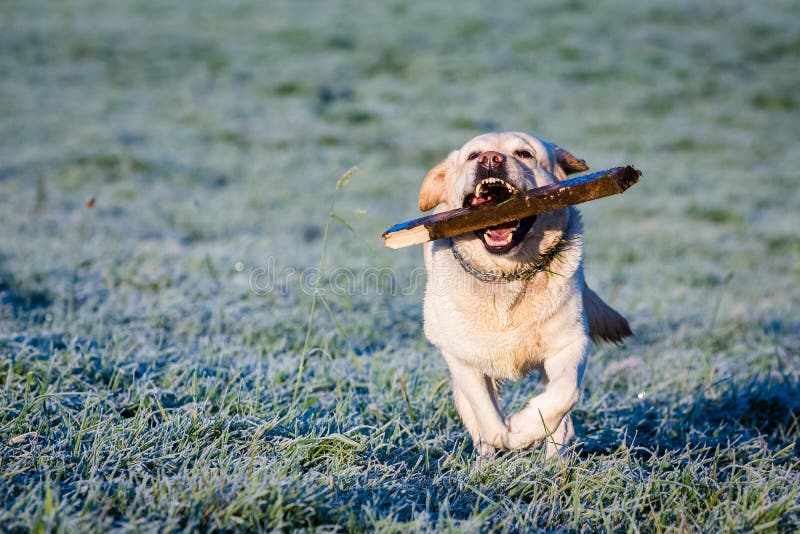 Labrador Fetching a Big Stick Stock Photo Image of lifestyle, happy 30060370
