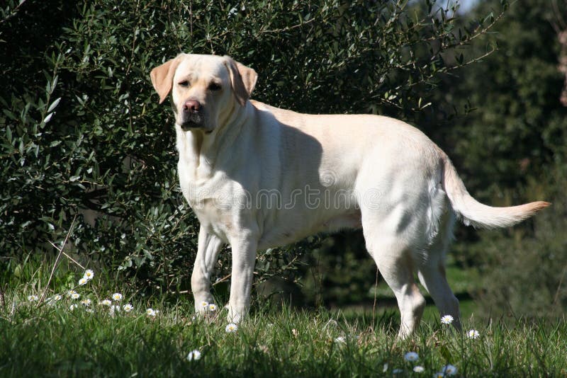 Labrador fêmea - 02 ao ar livre imagens de stock royalty free Labrador fêmea - 02 ao ar livre imagens de stock royalty free
