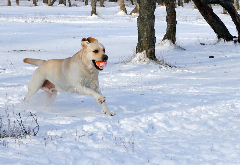 Labrador giallo nel funzionamento di inverno con una palla fotografie stock Labrador giallo nel funzionamento di inverno con una palla fotografie stock