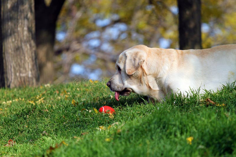 Labrador giallo nel parco in autunno con una palla immagini stock Labrador giallo nel parco in autunno con una palla immagini stock