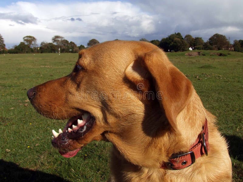 LabradorHund, Der Einen Befehl Erwartend Sitzt Stockbild Bild von