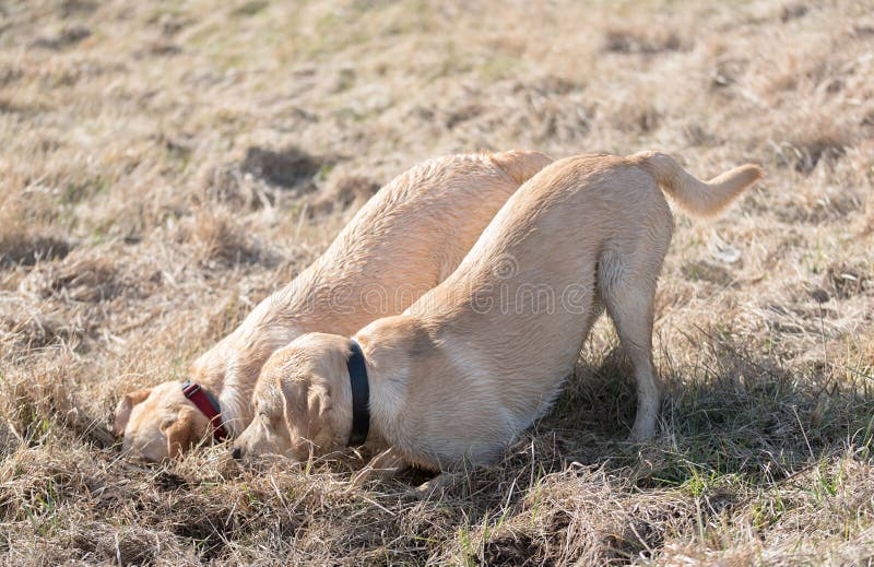 LabradorHunde, Die Einen Befehl Erwarten Stockfoto Bild von hund