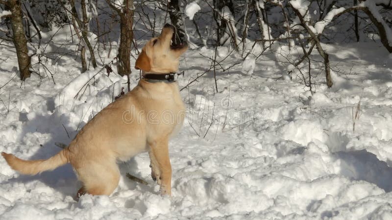 Labrador jeune chien jouer dans le slomo des neiges clips vidéos